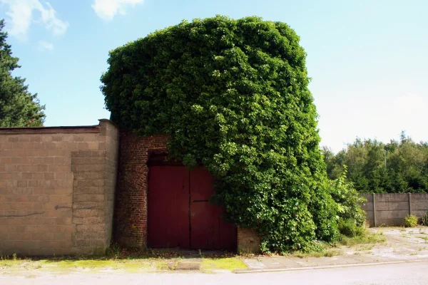 Witte Molen Molen Embrechts