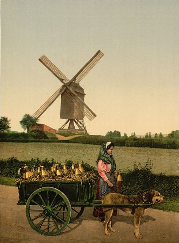 Molen van Het Rad Moulin de La Roue