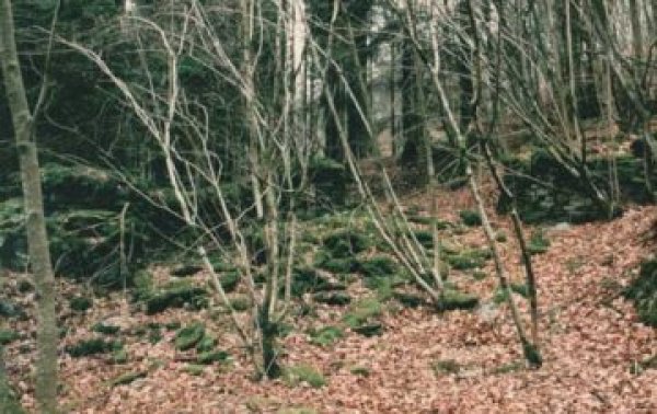Moulin de Tcherpatray Moulin des Chabotïs