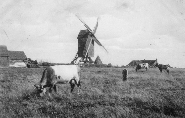 Zeepannemolen Molen Legein Molen Mehuys